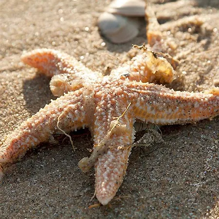 Lejlighed Four Seasons Voorstraat Egmond aan Zee