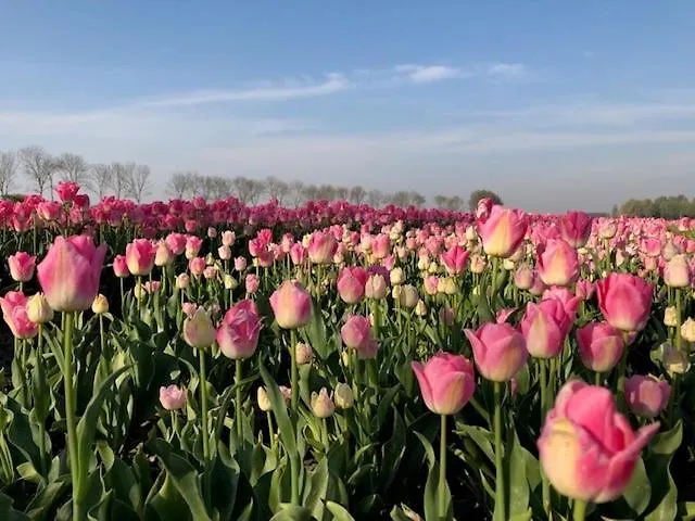 Four Seasons Voorstraat Egmond aan Zee